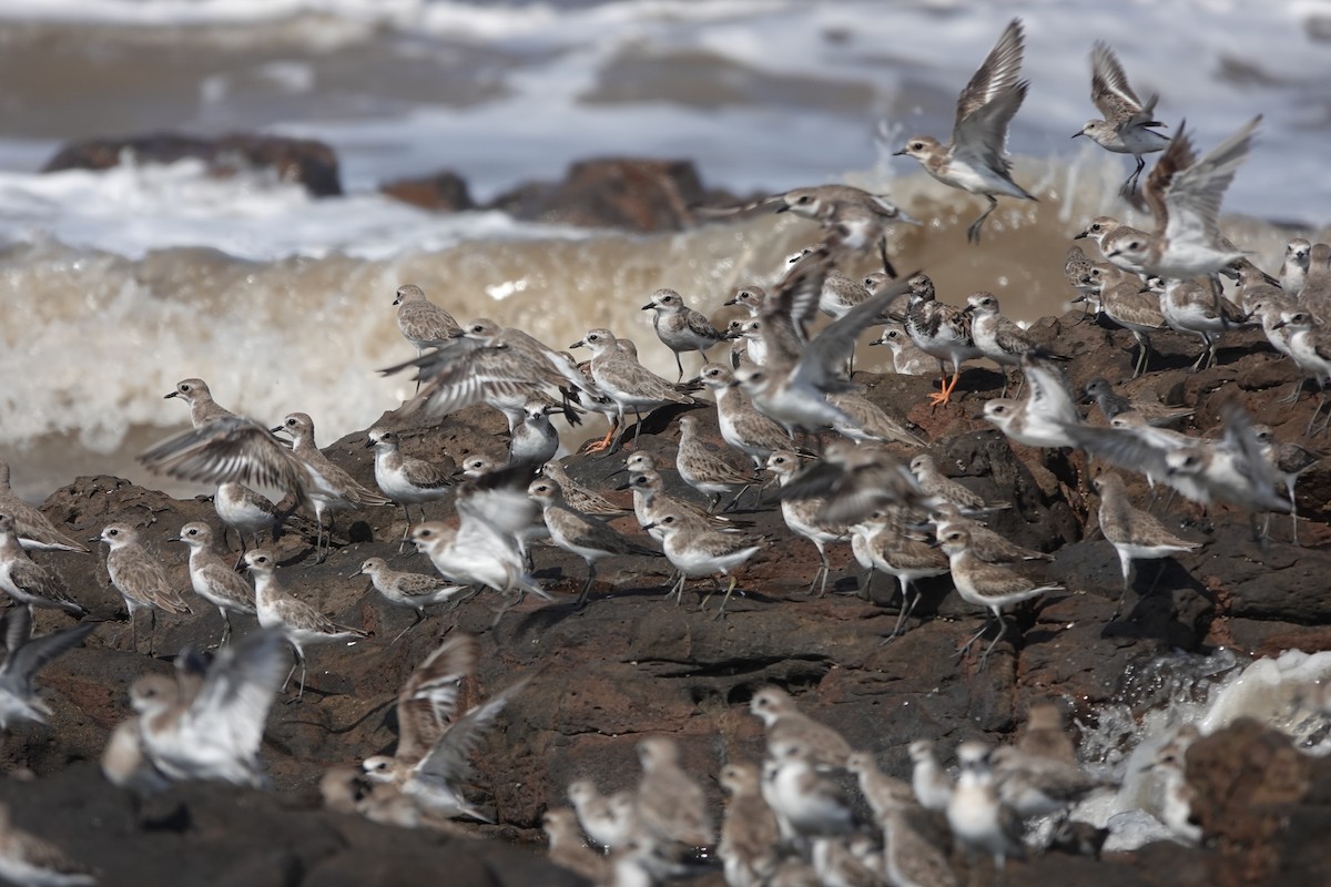 Tibetan Sand-Plover - ML645422870