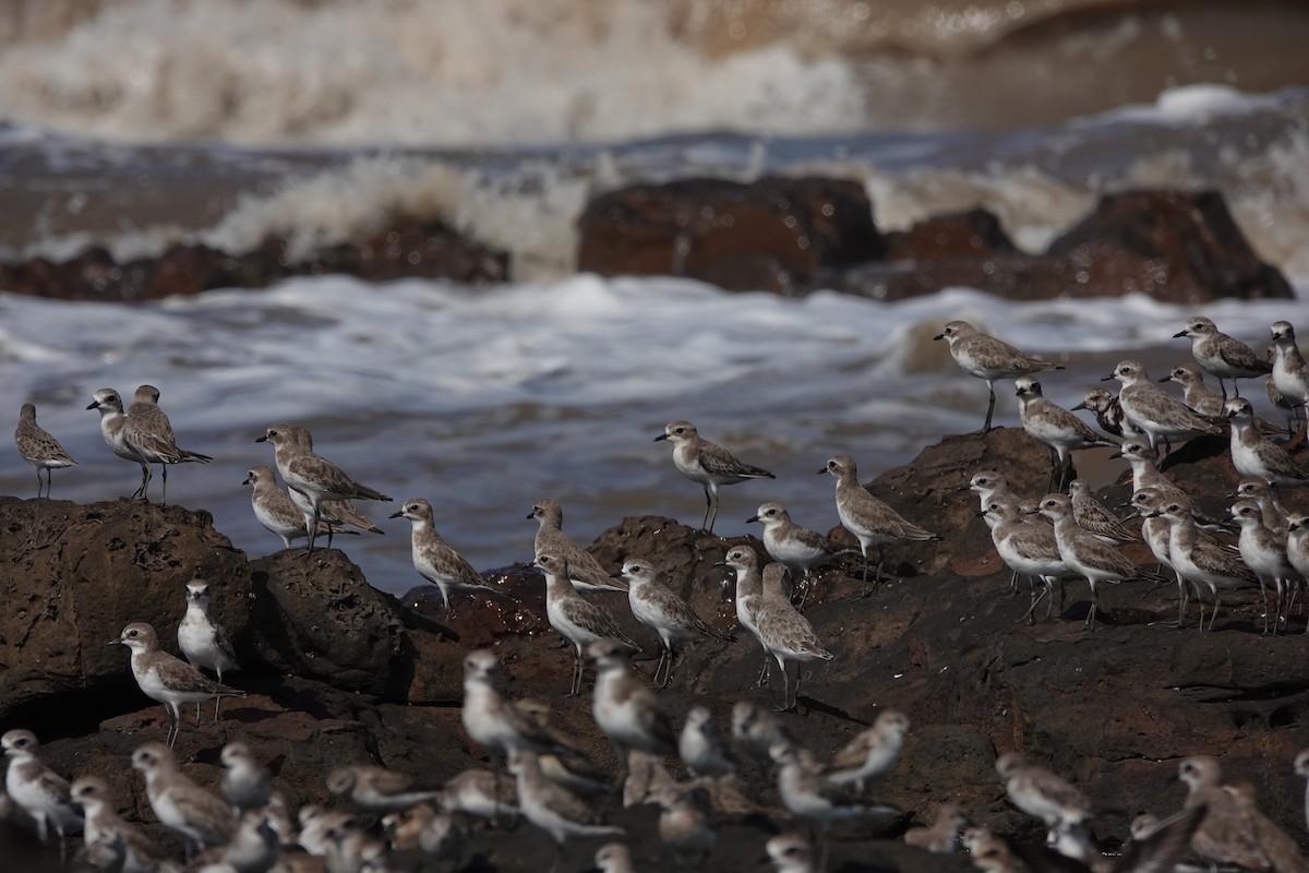 Tibetan Sand-Plover - ML645422871