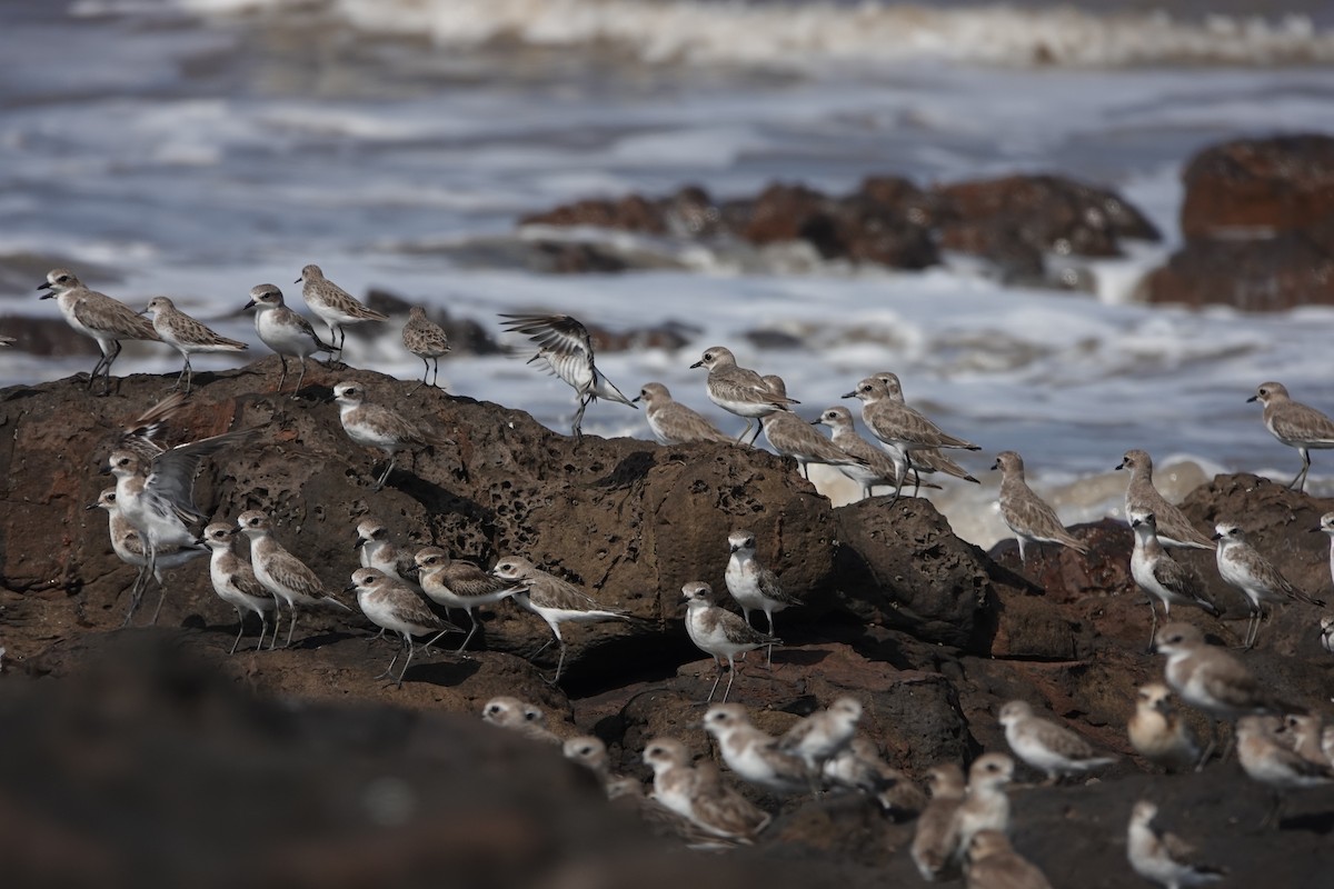 Tibetan Sand-Plover - ML645422872