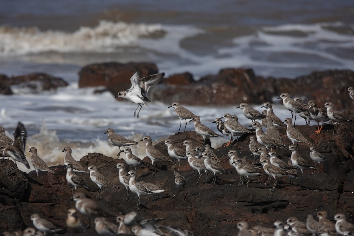 Tibetan Sand-Plover - ML645422873