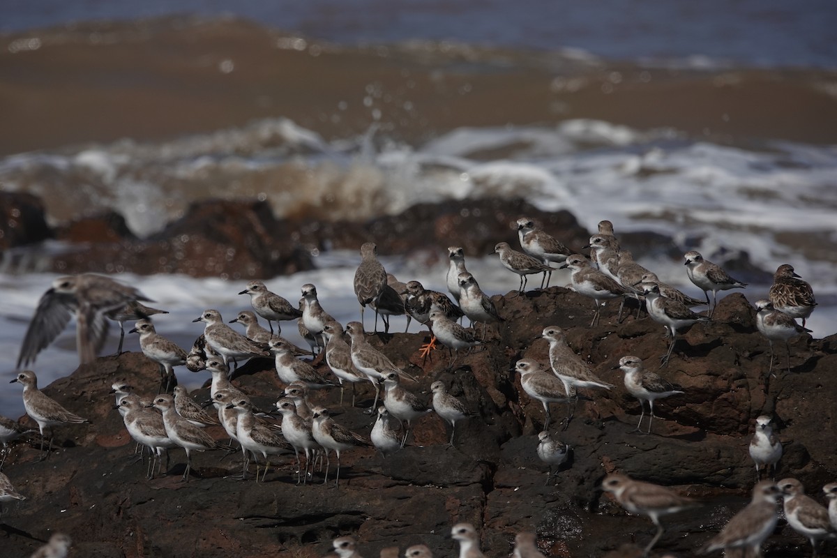 Tibetan Sand-Plover - ML645422874