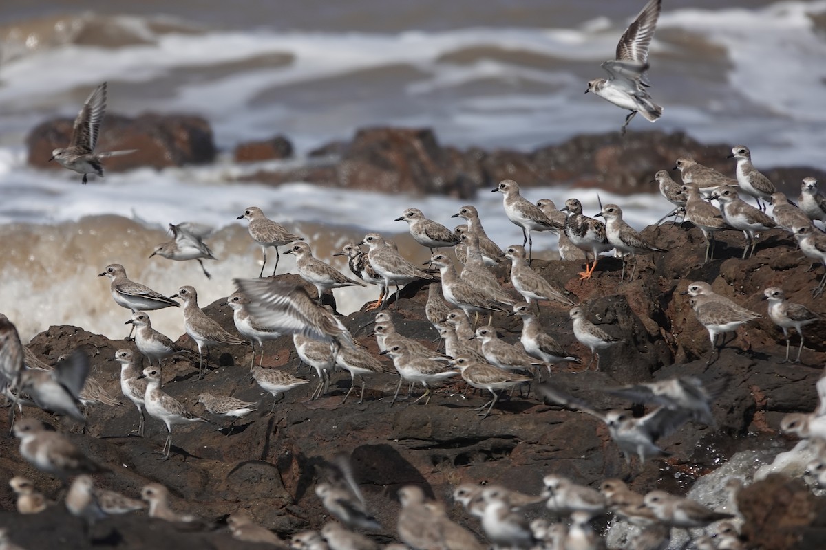 Tibetan Sand-Plover - ML645422875