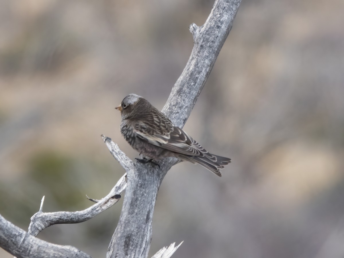 svartfjellfink - ML645422876