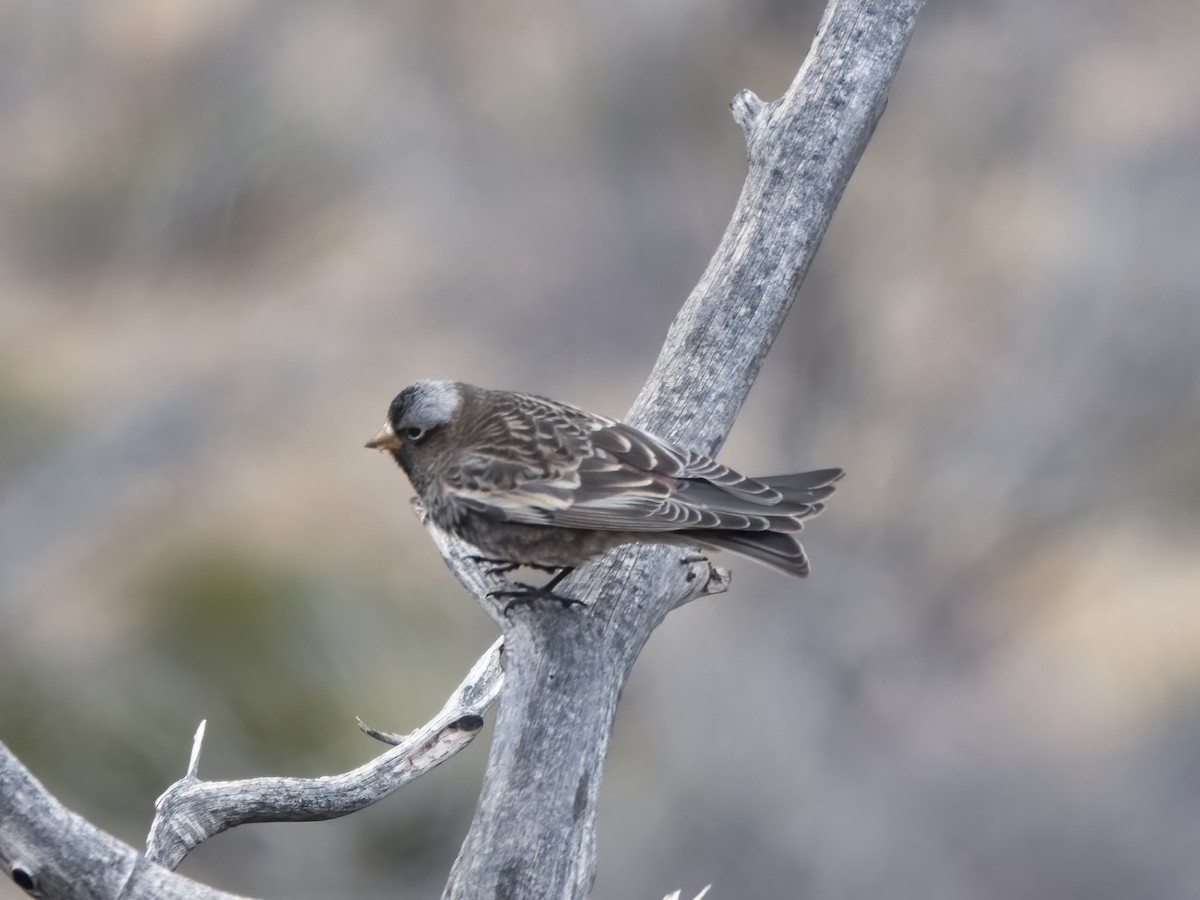 svartfjellfink - ML645422877