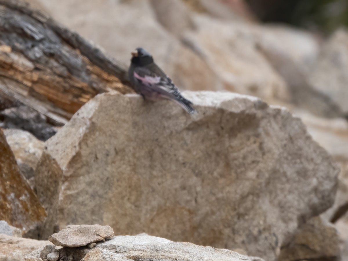 svartfjellfink - ML645422878