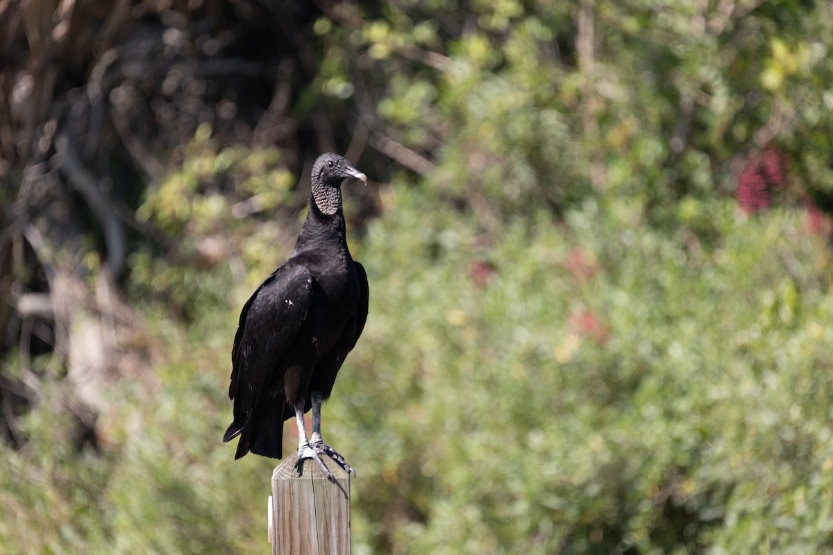 Black Vulture - ML645422880
