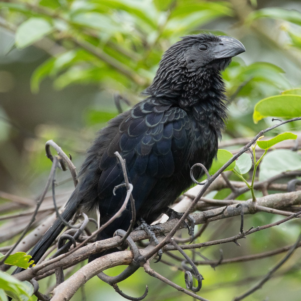 Groove-billed Ani - ML645422881