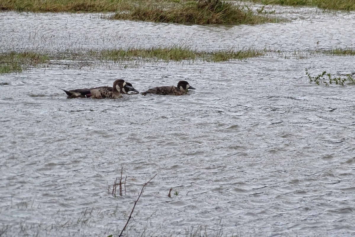Spectacled Duck - ML645422893