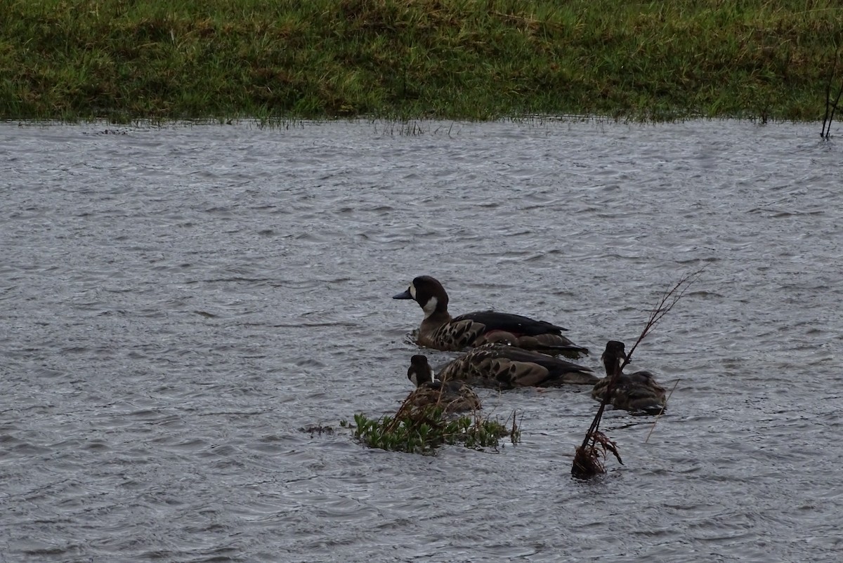 Spectacled Duck - ML645422894