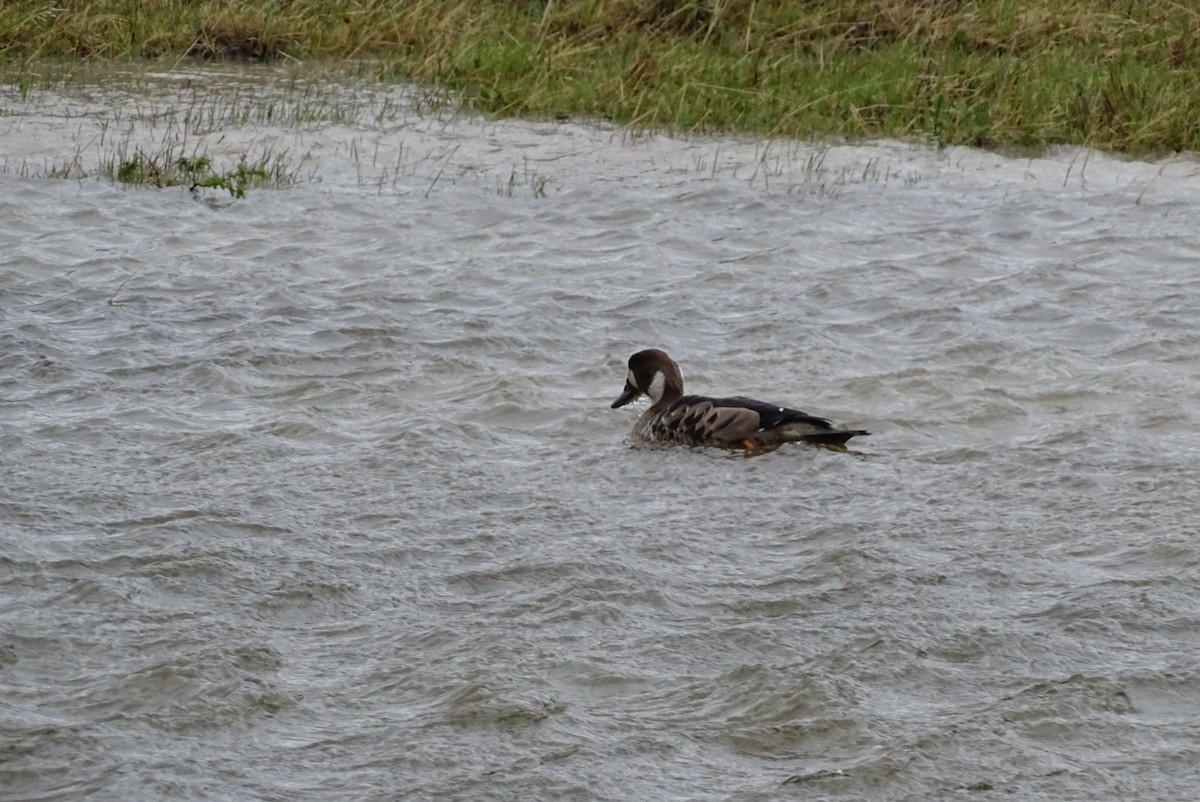 Spectacled Duck - ML645422895