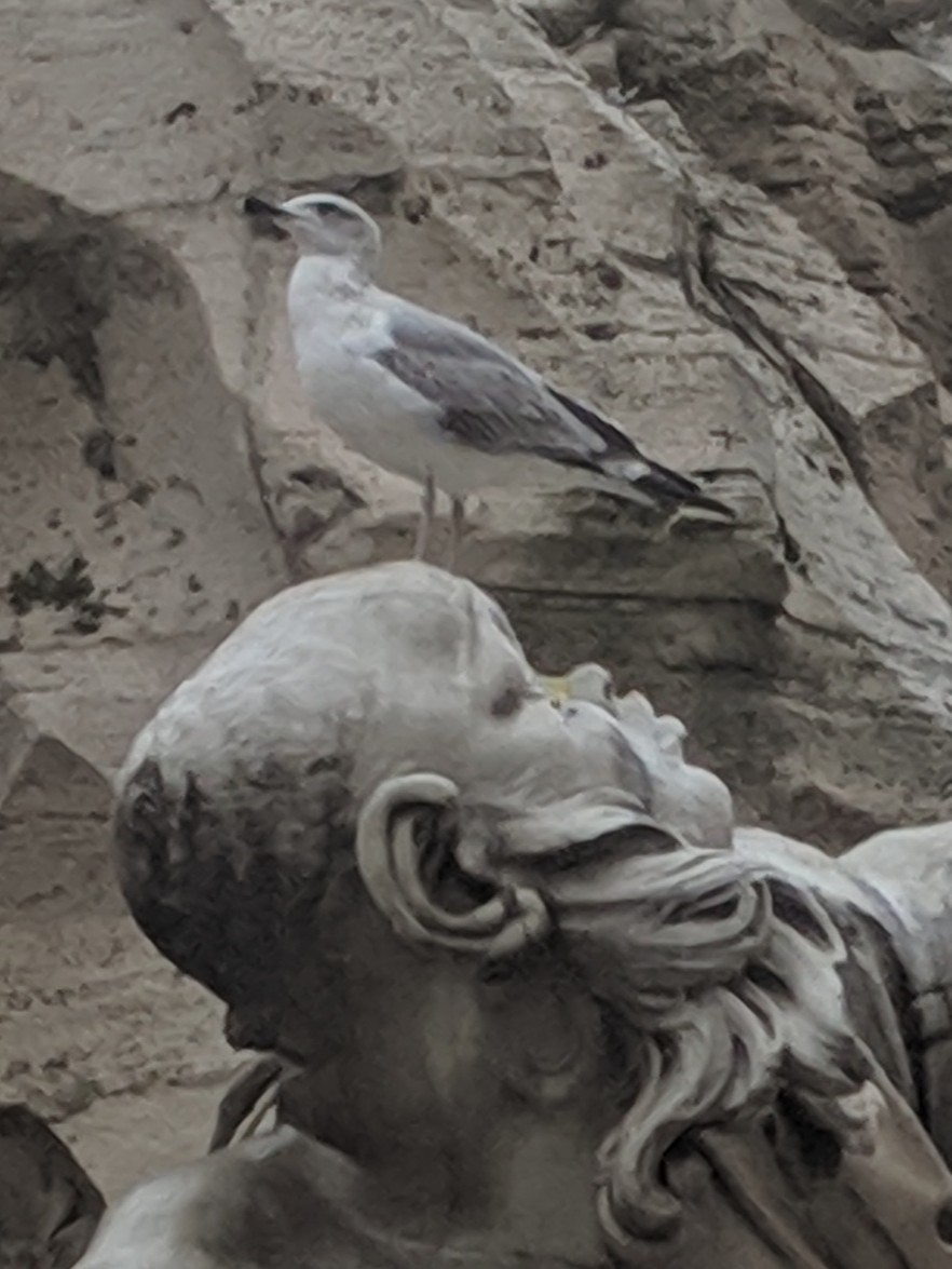 Yellow-legged Gull - ML645422897