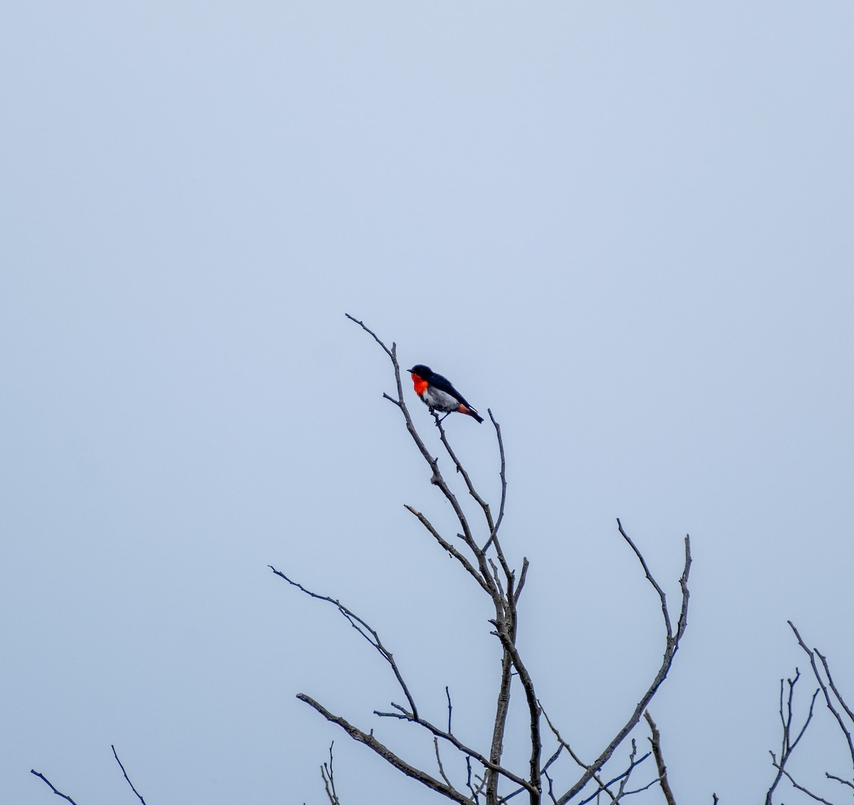 Mistletoebird - ML645422903