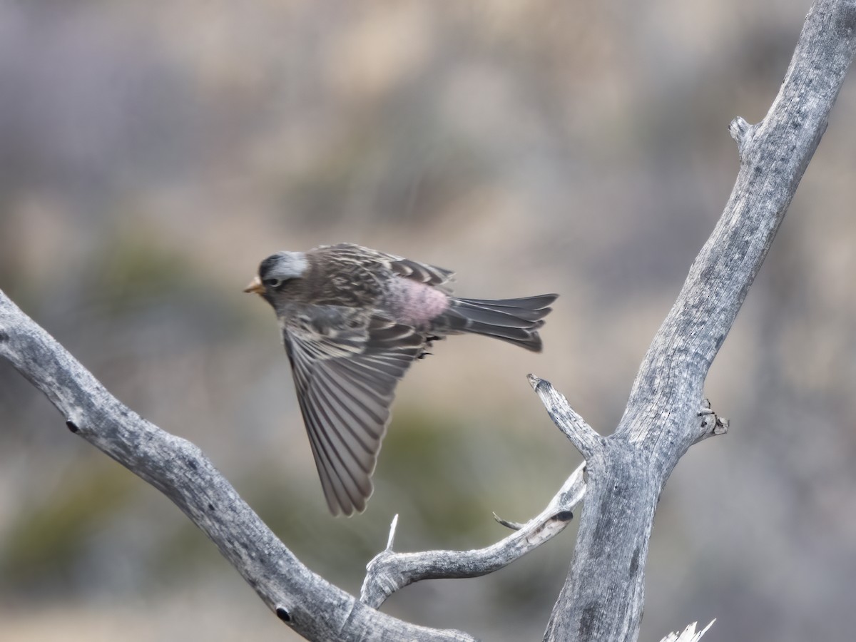 svartfjellfink - ML645422906