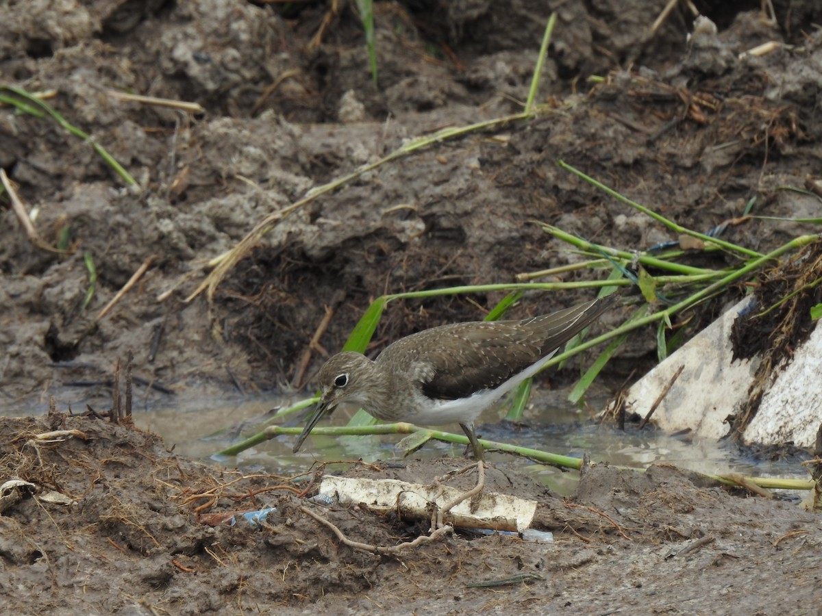 Solitary Sandpiper - ML645422914