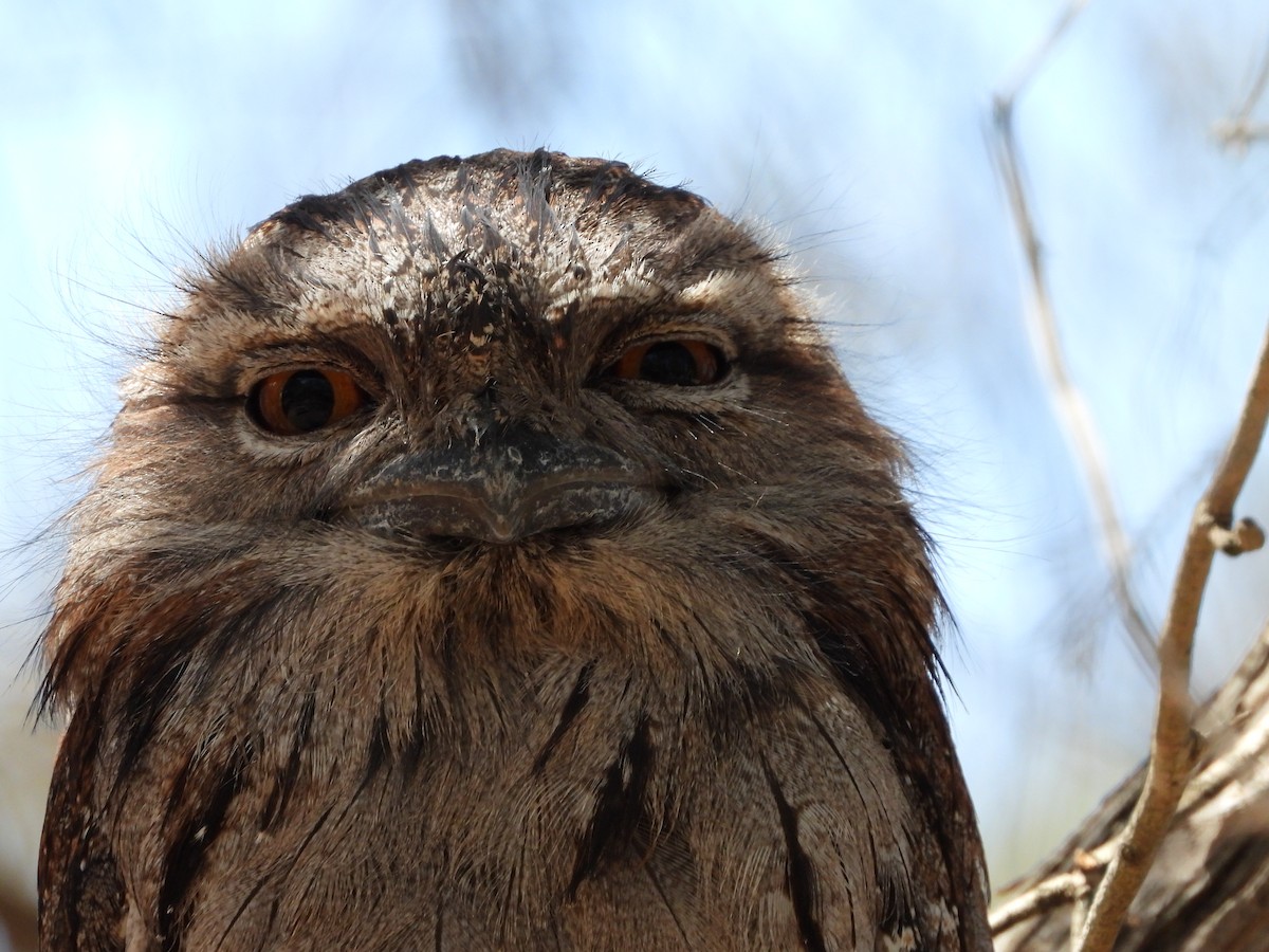 Tawny Frogmouth - ML645422915