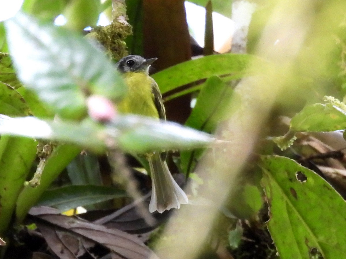 Marble-faced Bristle-Tyrant - ML645422921