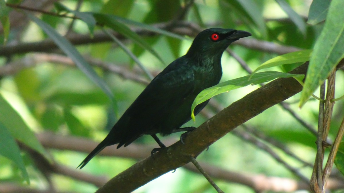 Stourne bronzé - ML645422922