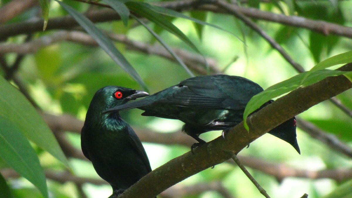 Stourne bronzé - ML645422923