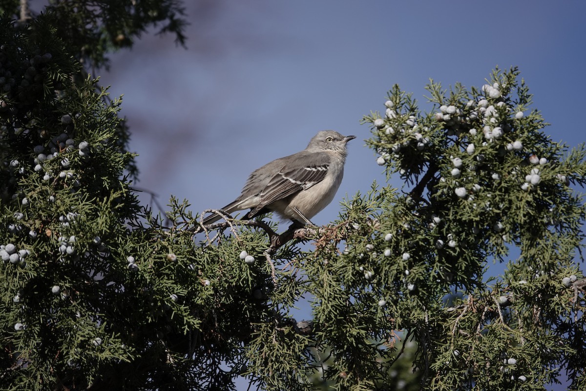 חקיינית צפונית - ML645422926