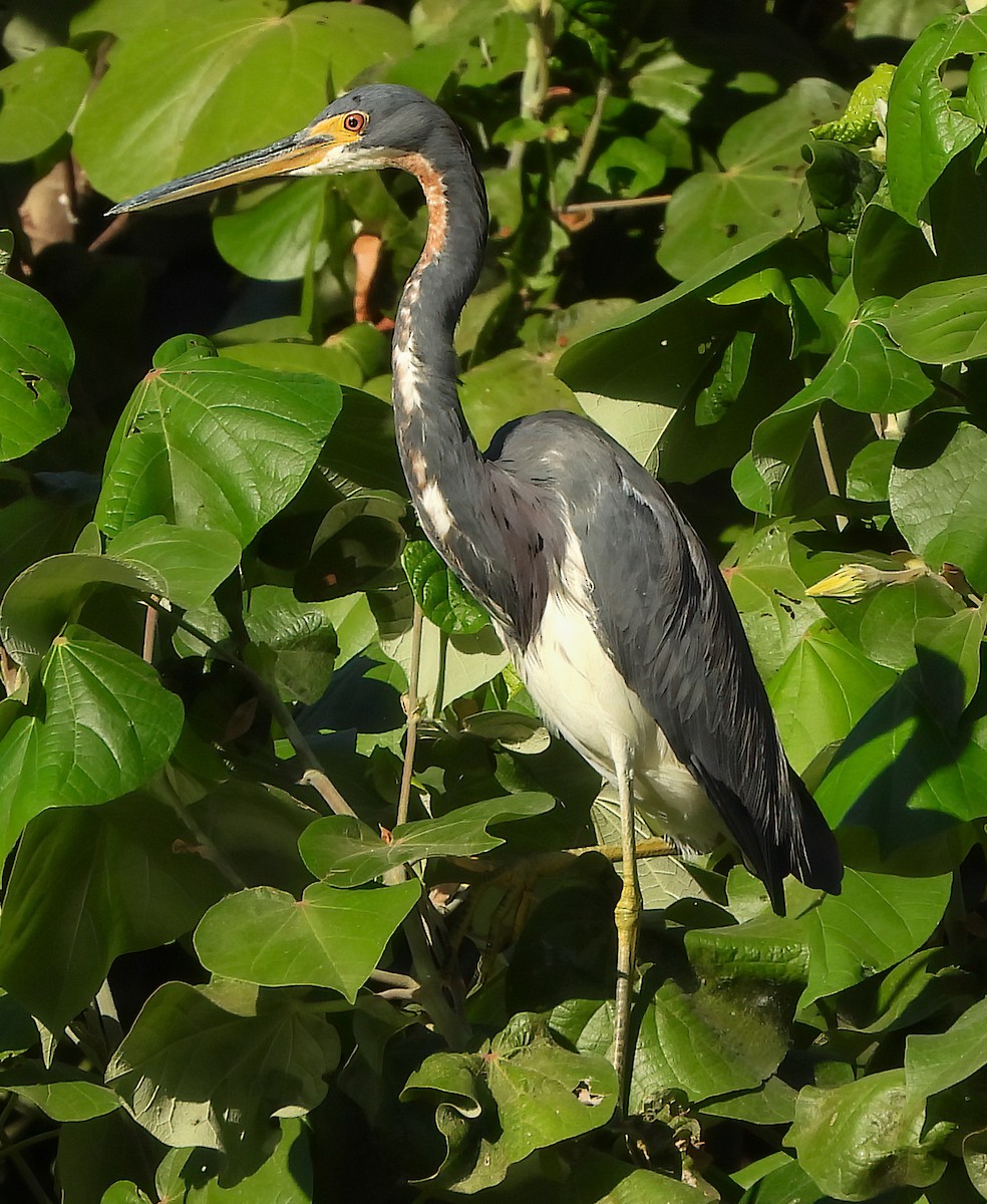 Aigrette tricolore - ML645422931