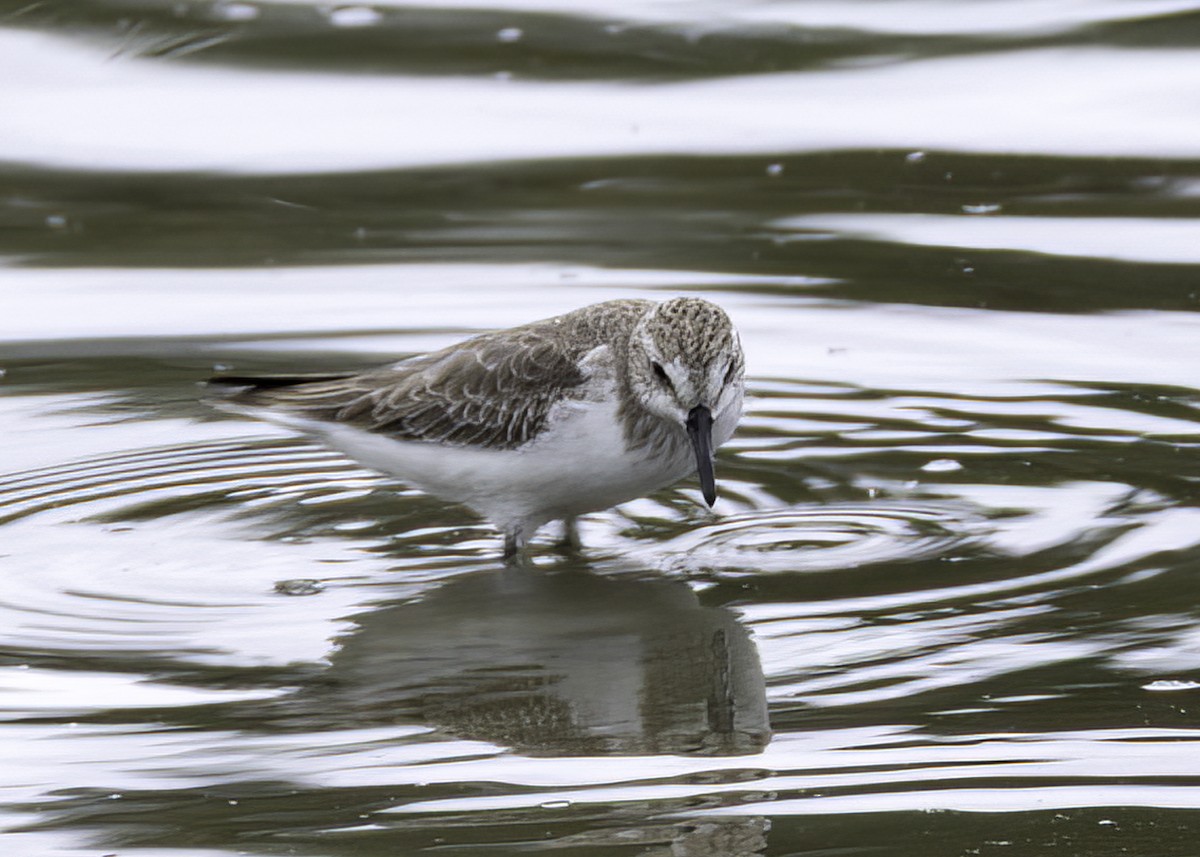 Semipalmated Sandpiper - ML645422939