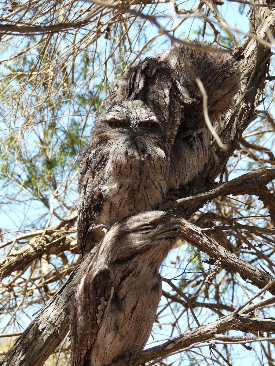 Tawny Frogmouth - ML645422949