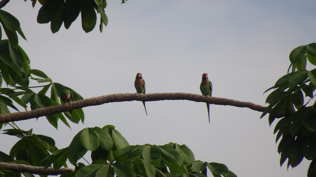 Red-breasted Parakeet - ML645422951