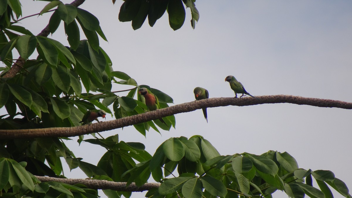 Red-breasted Parakeet - ML645422952