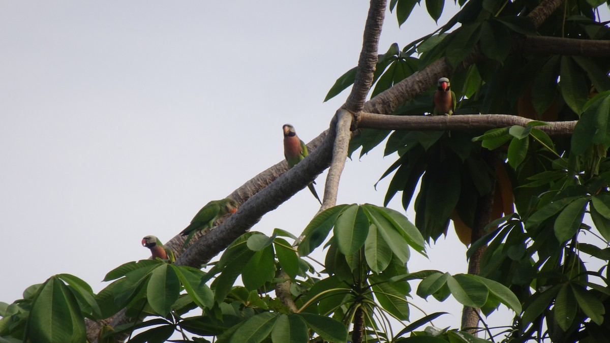 Red-breasted Parakeet - ML645422953