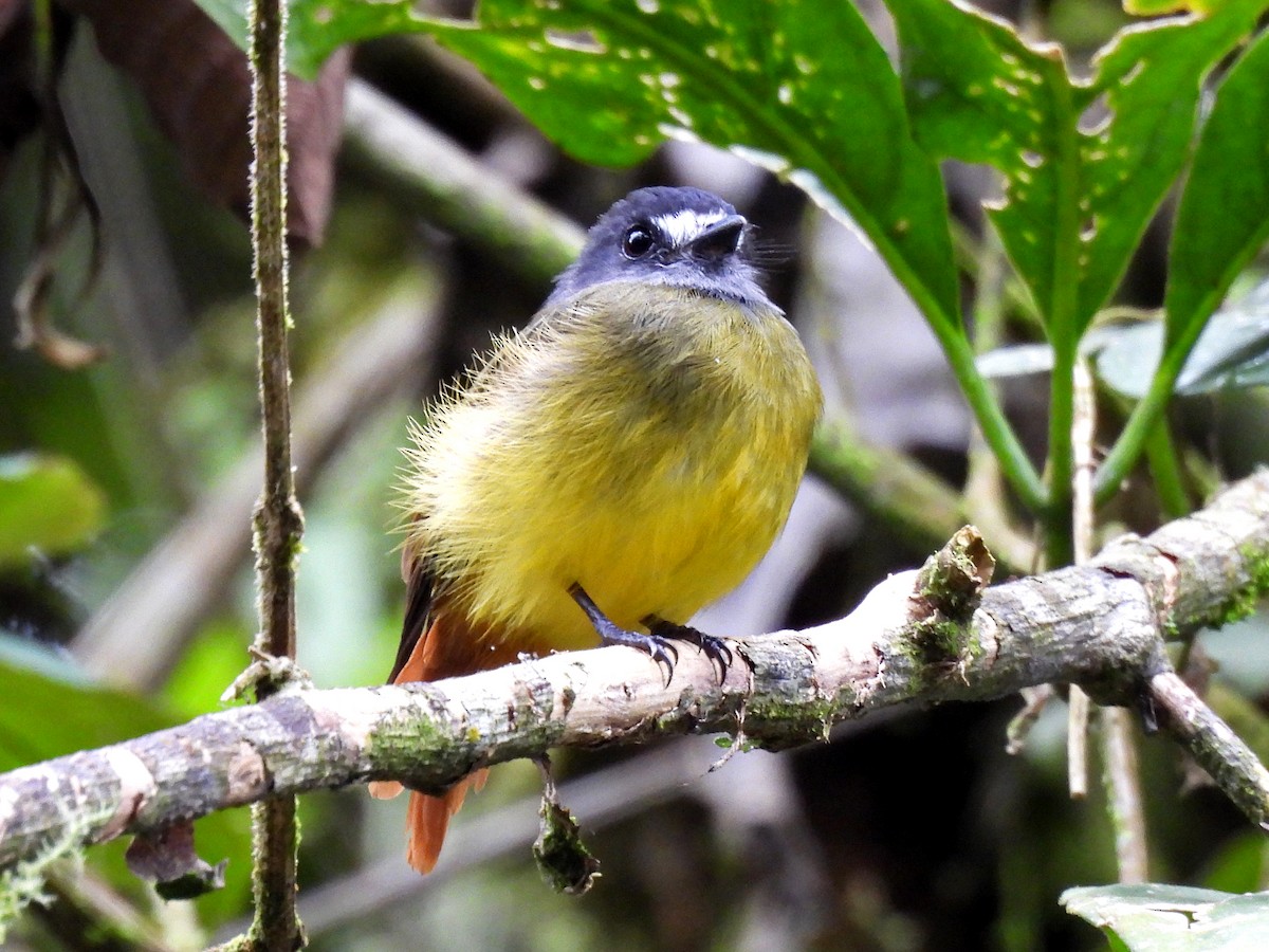 Ornate Flycatcher - ML645422961