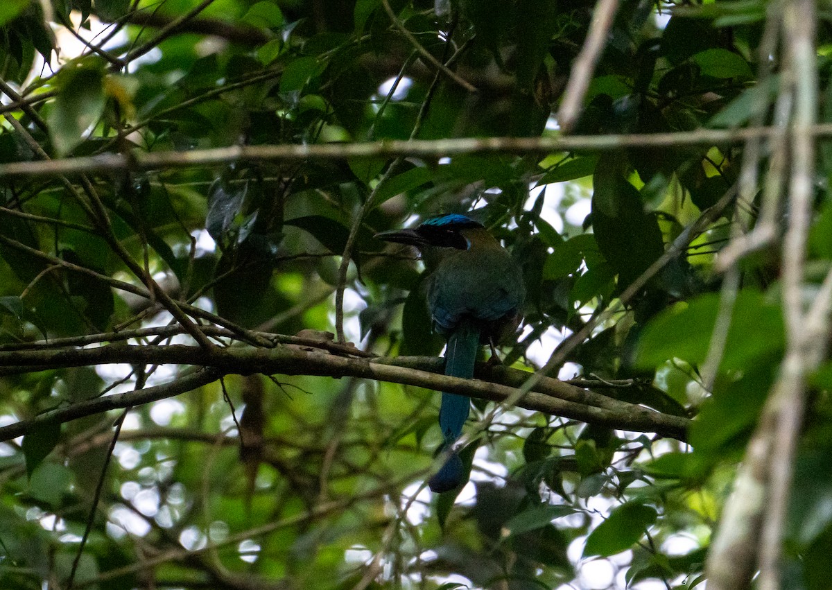 Lesson Motmotu - ML645422978