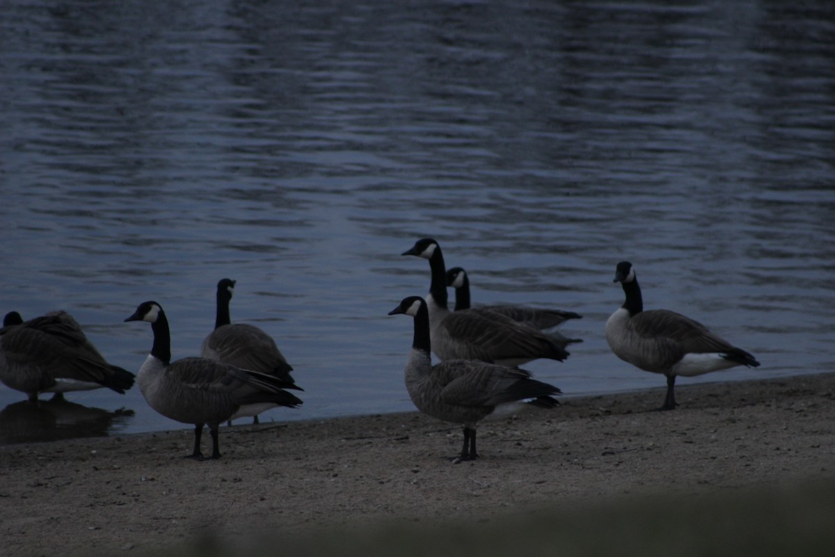 Canada Goose - ML645422989