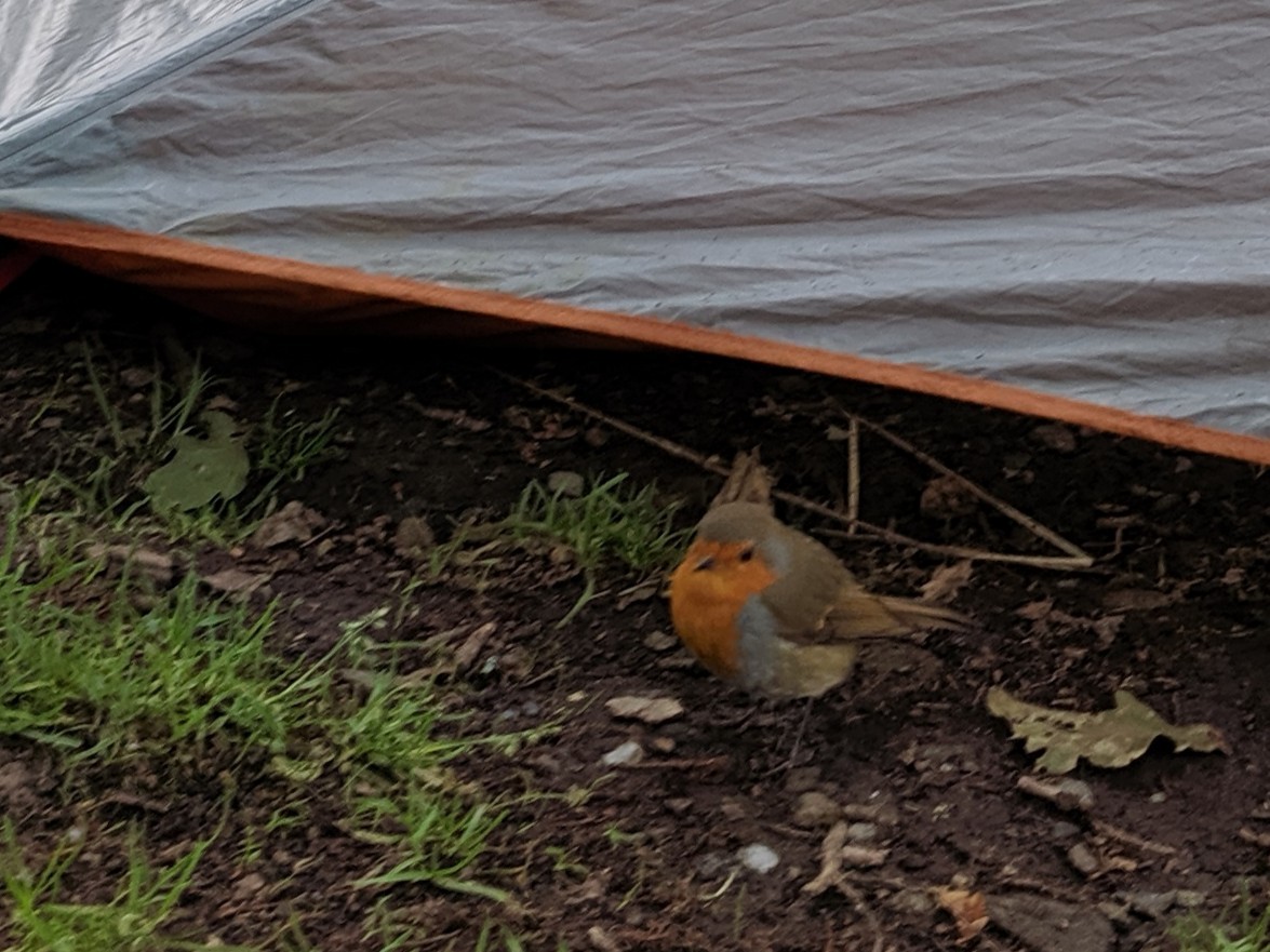 červenka obecná - ML645422994