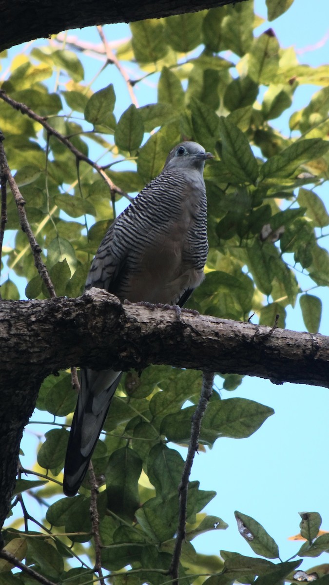 holoubek vlnkovaný - ML645422995