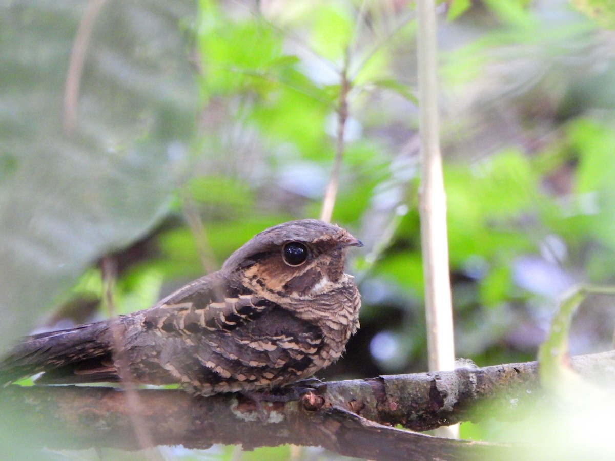 Пораке - ML645423004