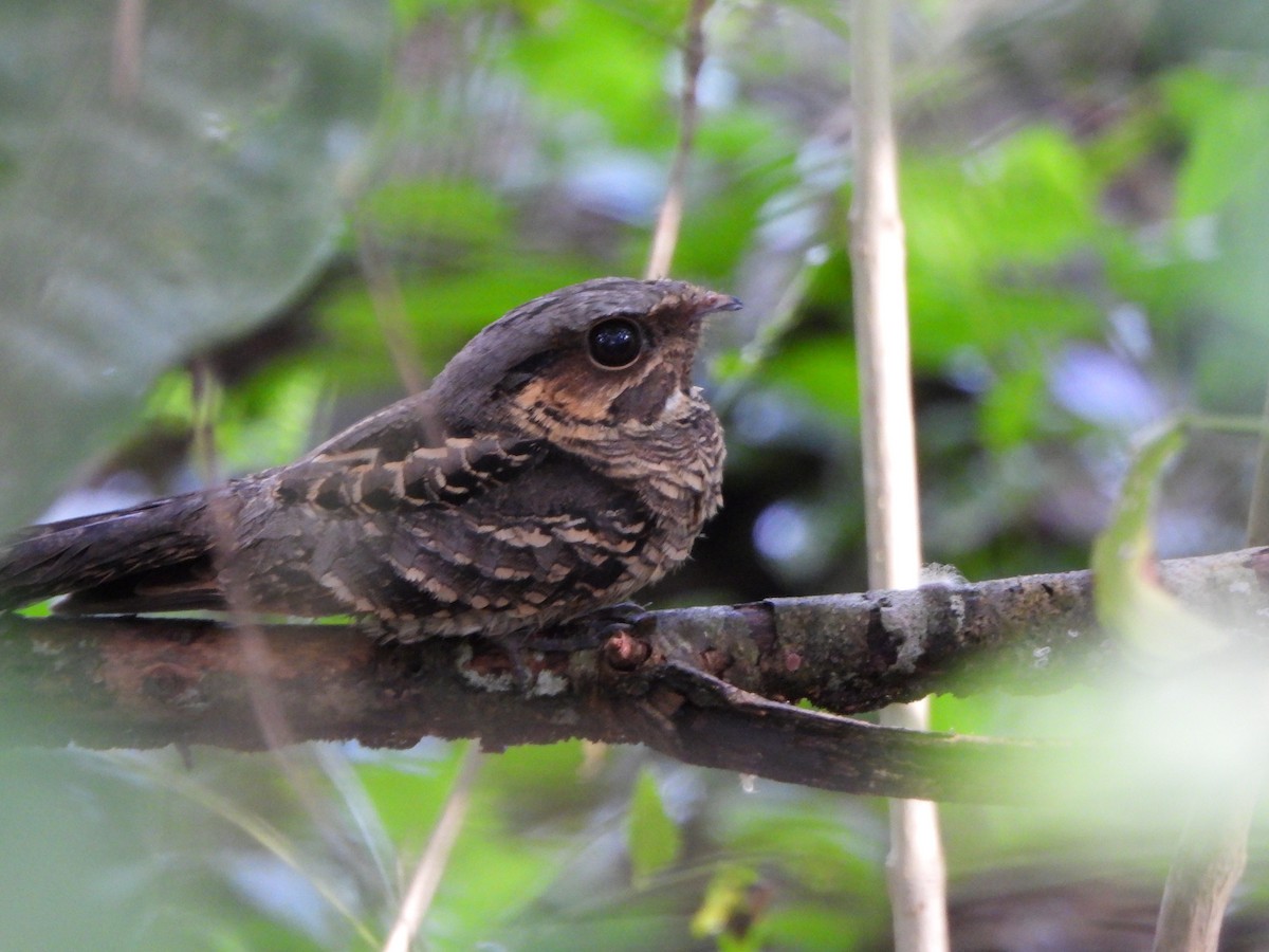 Пораке - ML645423005