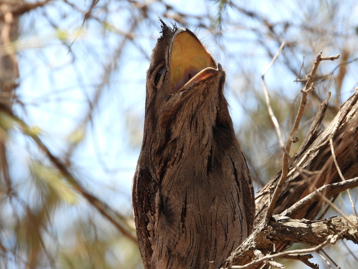 Tawny Frogmouth - ML645423014
