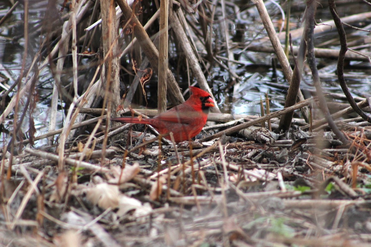 Northern Cardinal - ML645423023