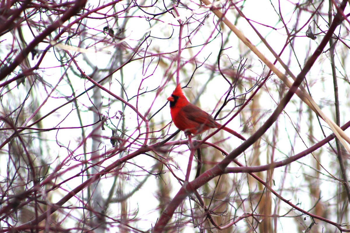 Northern Cardinal - ML645423024