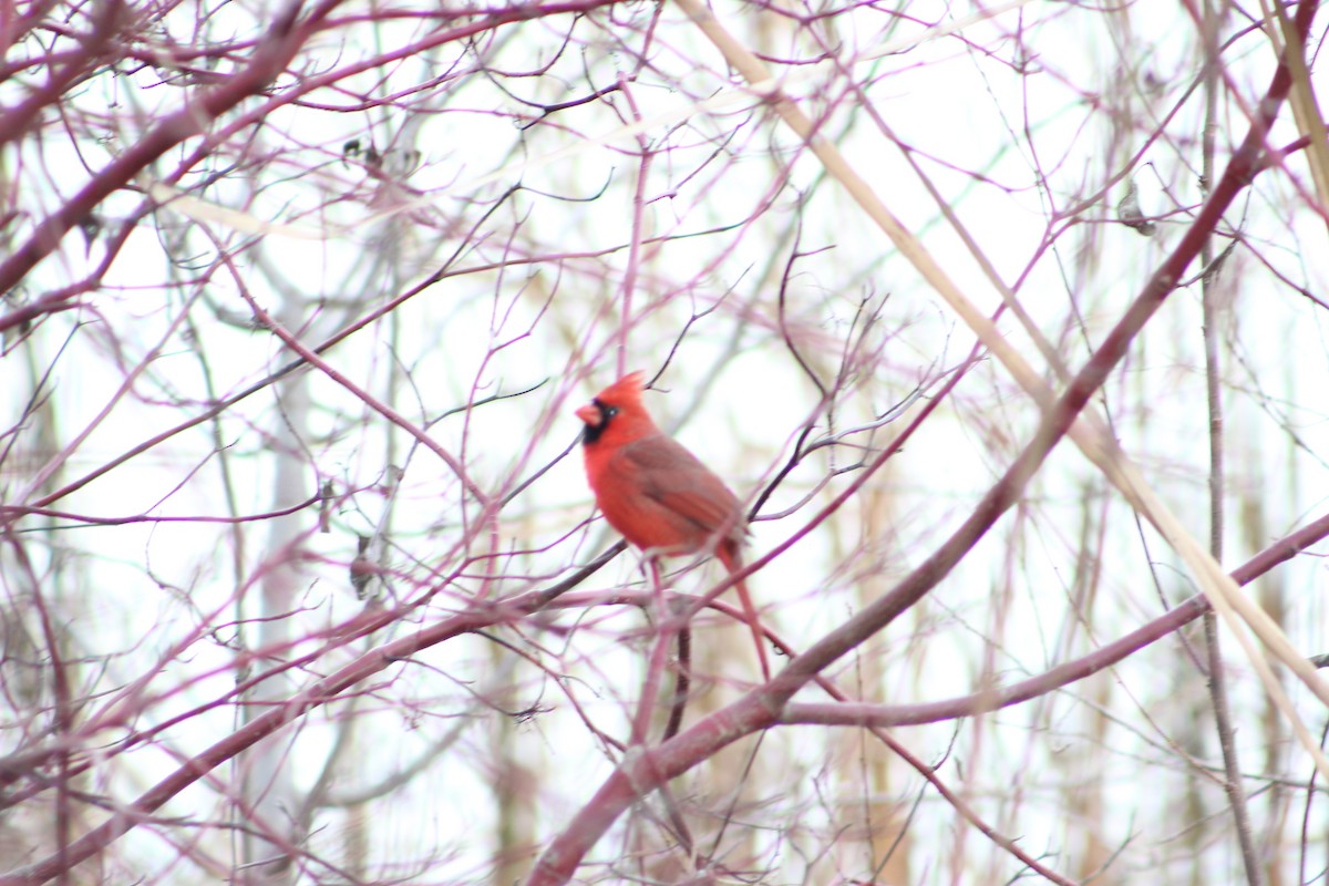 Northern Cardinal - ML645423025