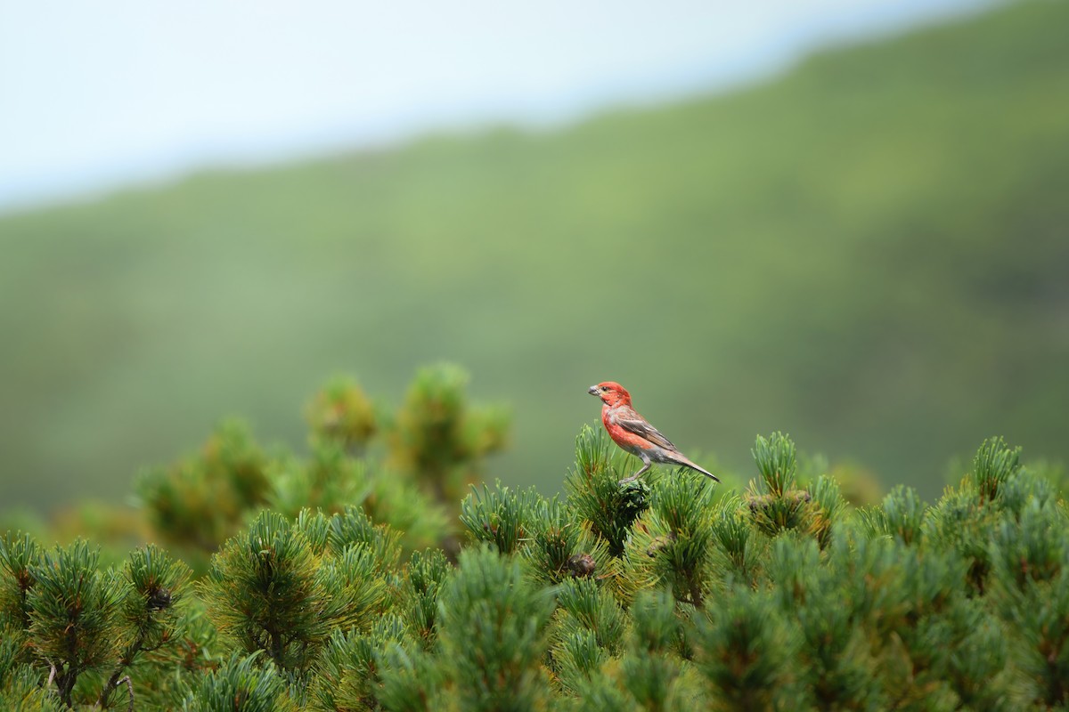 Pinu-gailupa - ML645423026