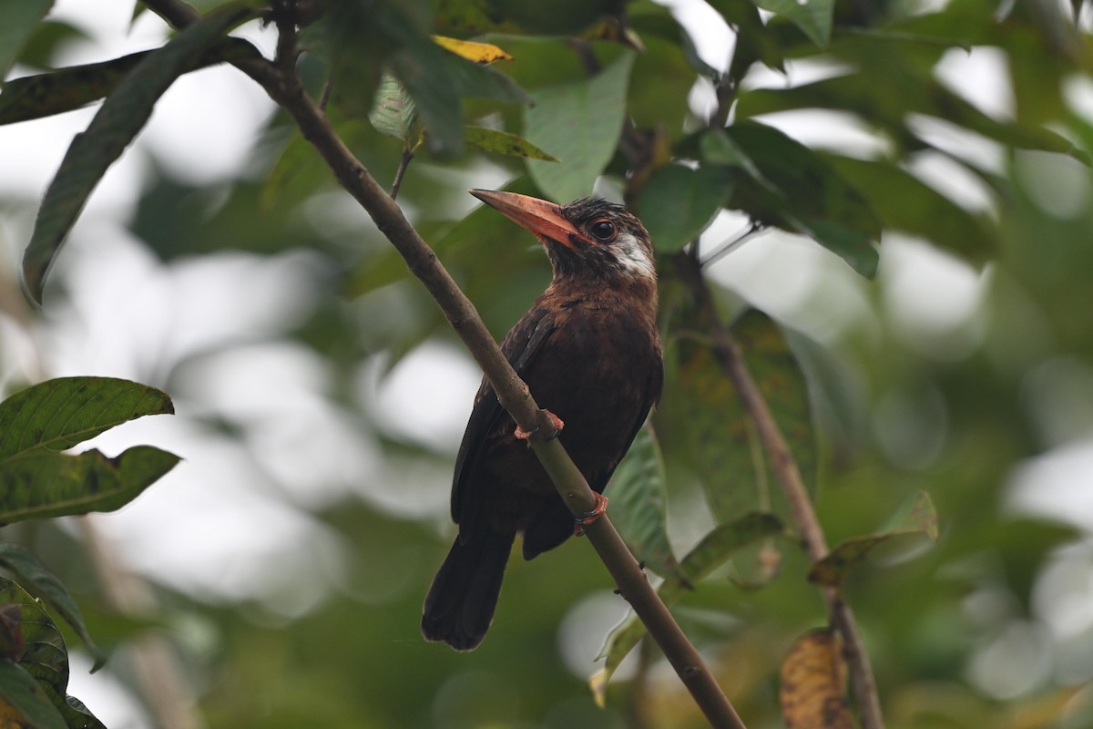 White-eared Jacamar - ML645423029