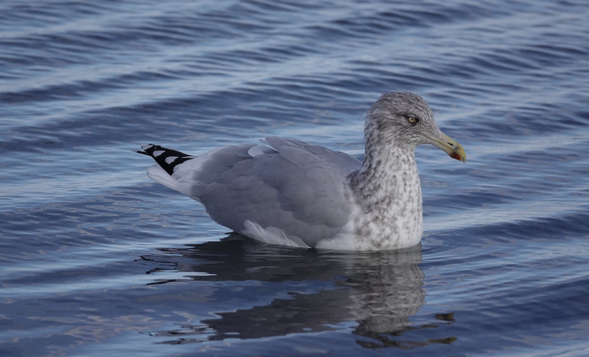 American Herring Gull - ML645423030