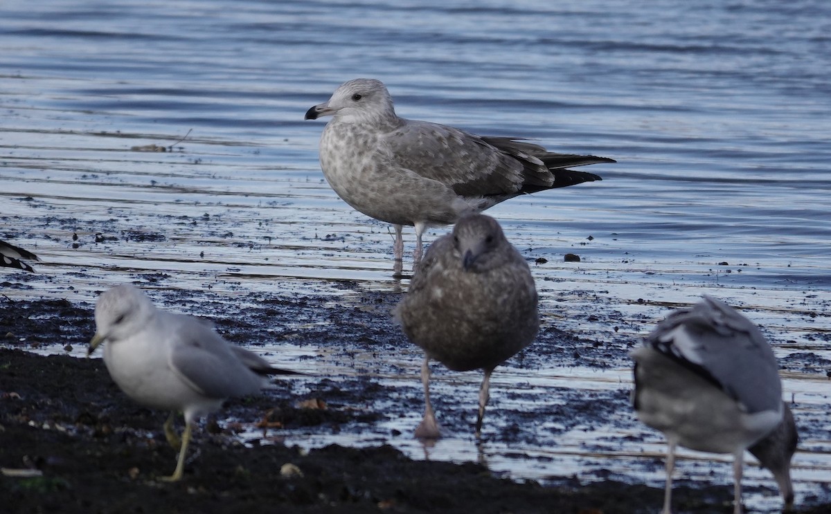 American Herring Gull - ML645423036