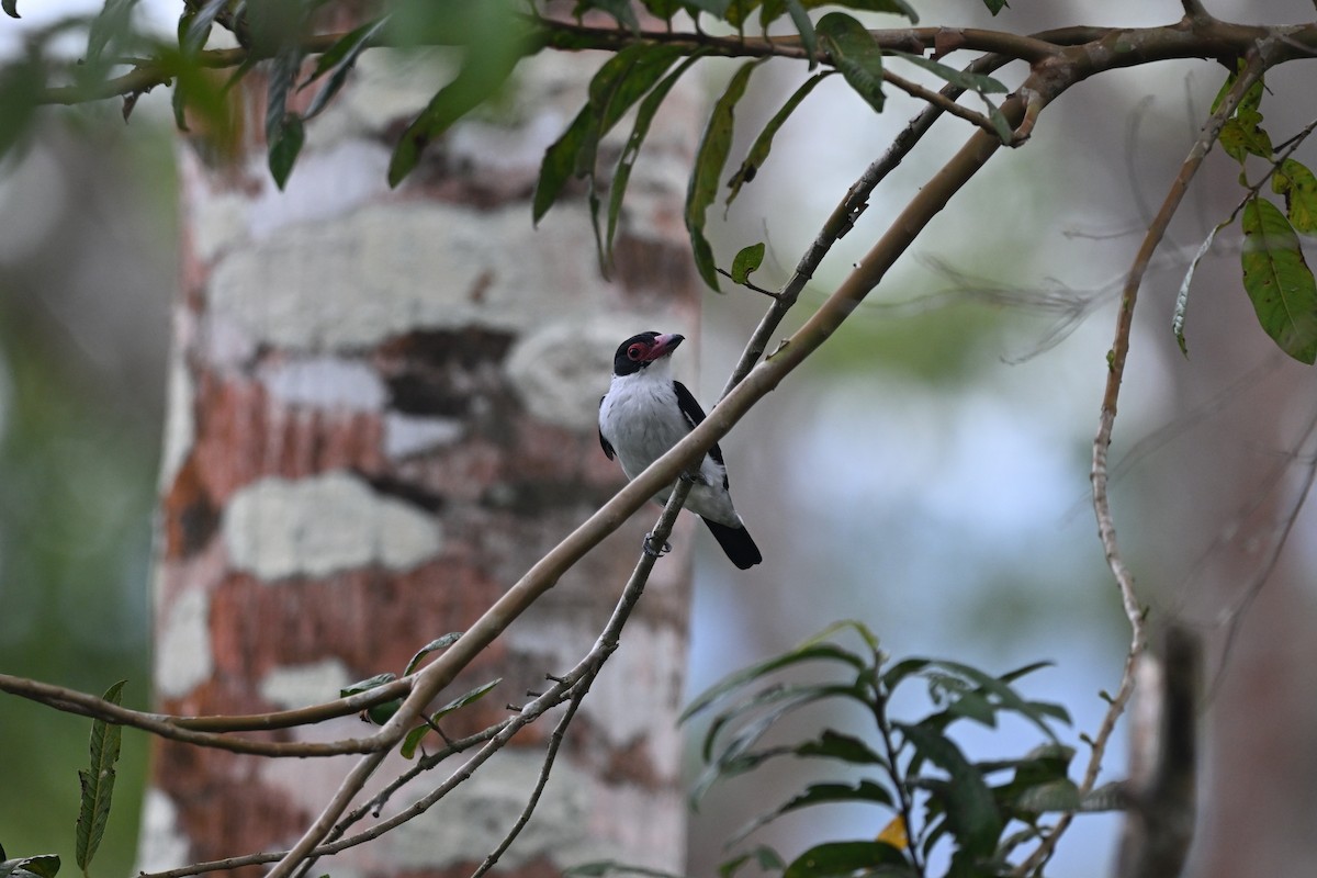Black-tailed Tityra - ML645423037