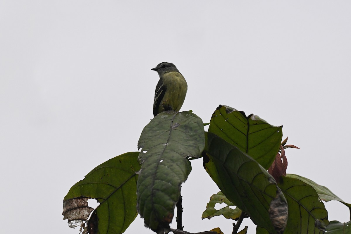 Yellow-crowned Tyrannulet - ML645423042