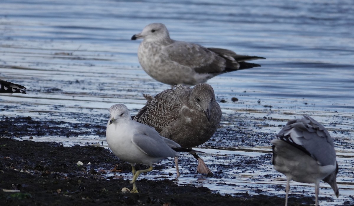 American Herring Gull - ML645423043