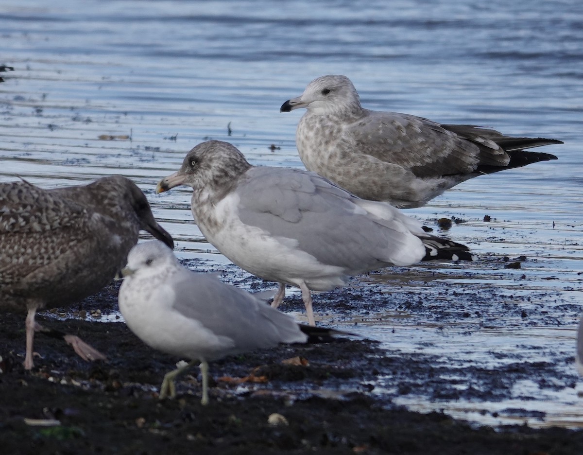 American Herring Gull - ML645423045