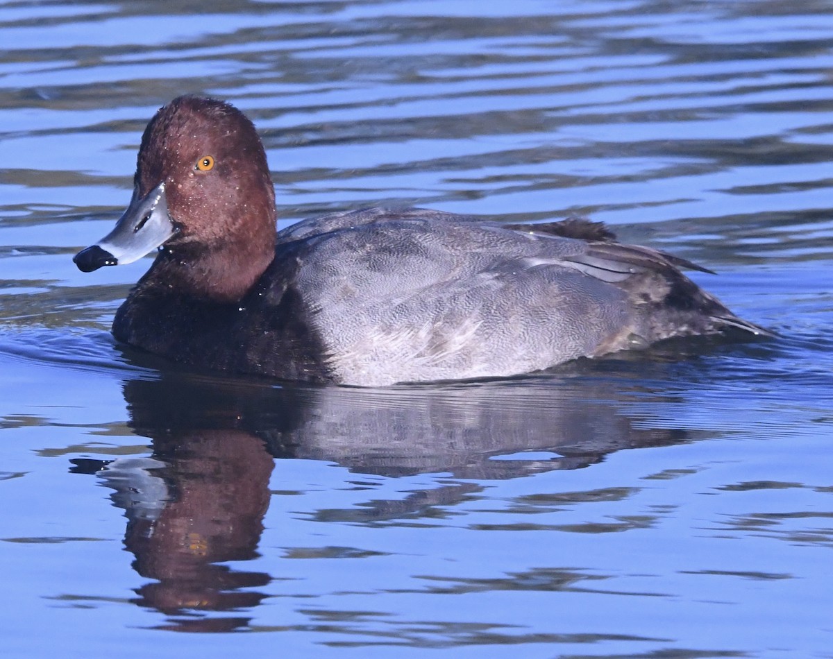 Redhead - ML645423046