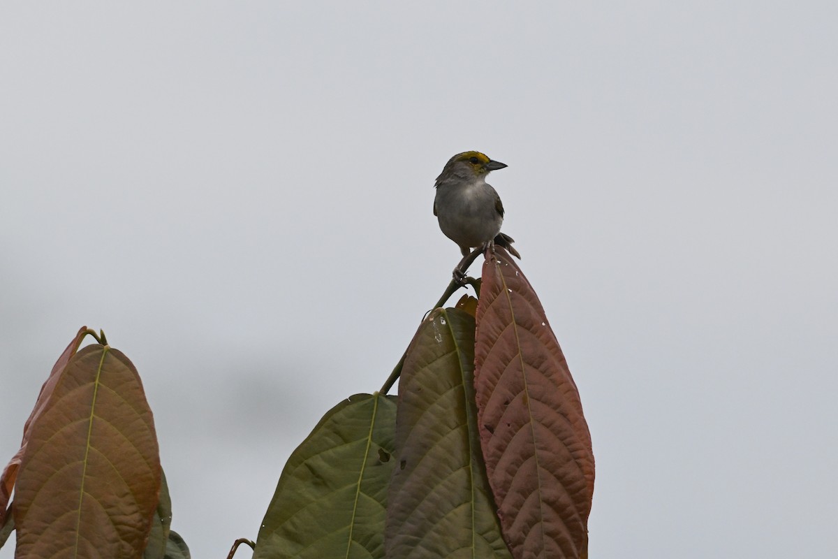 Yellow-browed Sparrow - ML645423047